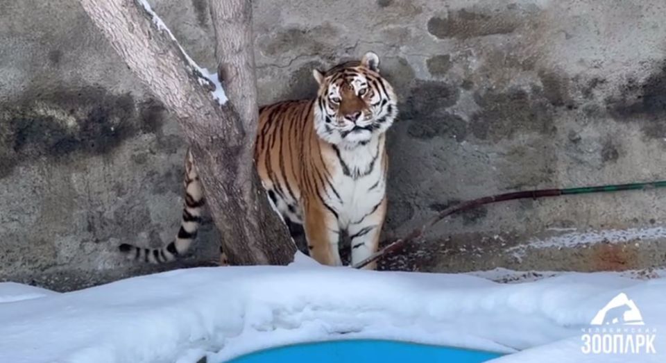 Пожилой амурский тигр Матис из зоопарка Челябинска пошел на поправку