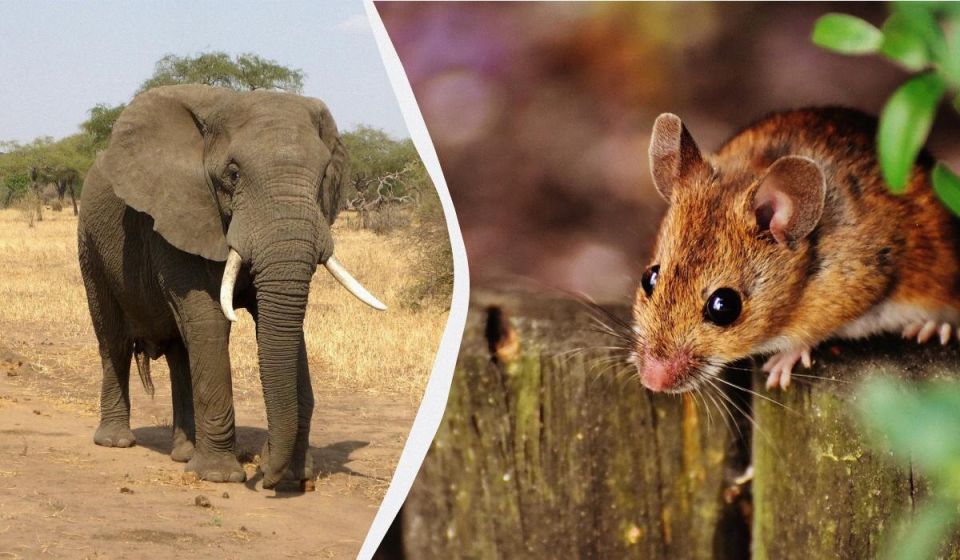 Слоновье заблуждение: действительно ли гиганты боятся мышей?