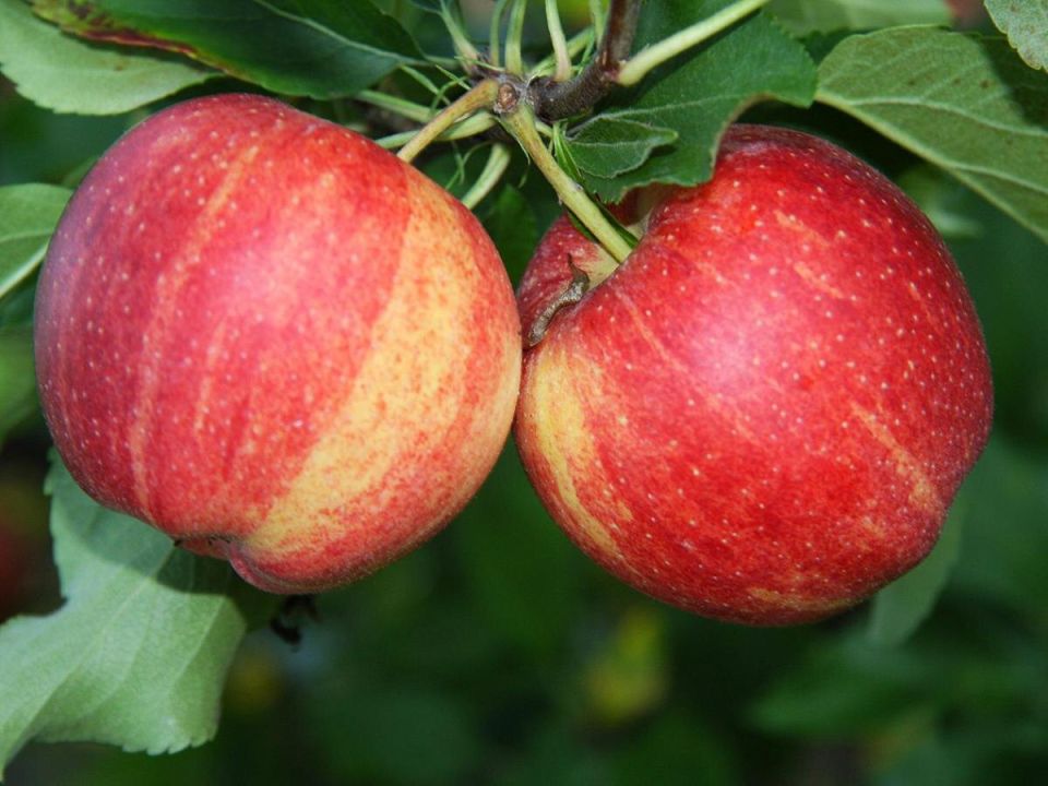 Как избежать червивых яблок: советы опытных садоводов