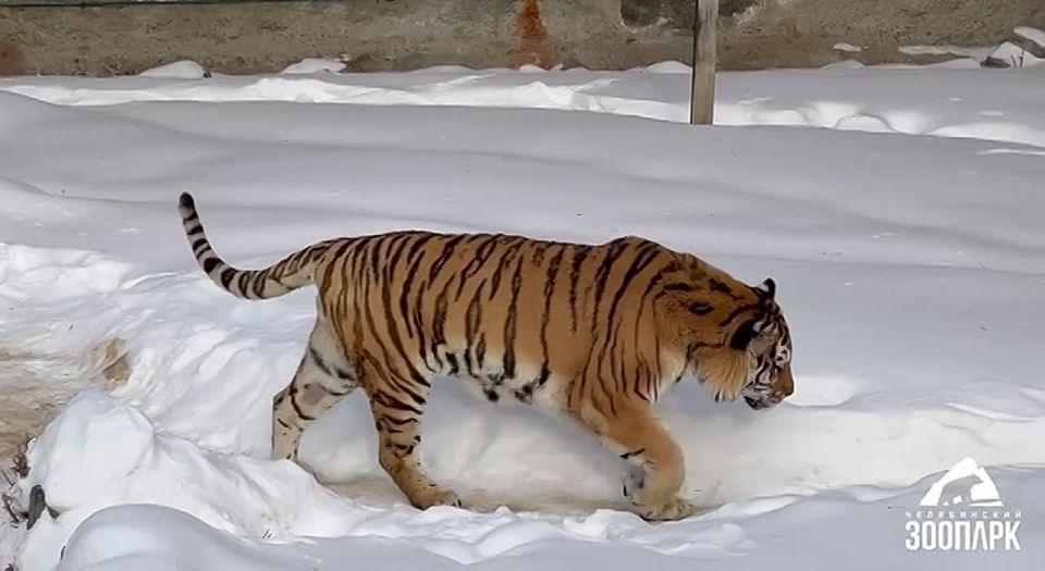 Амурскому тигру Матису стало лучше