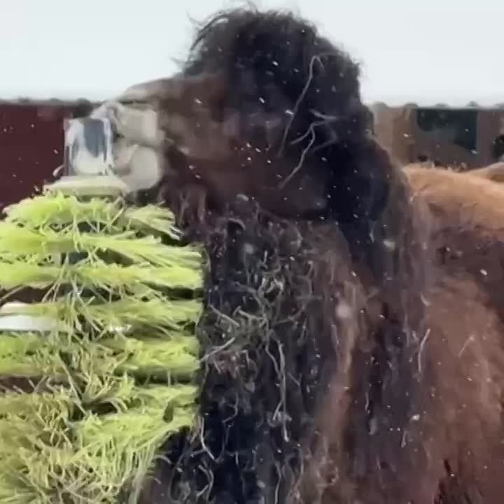 ����������� ����� Shaman, ����������� ��� �� �������