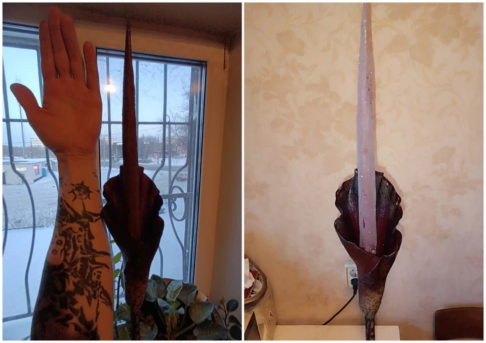 «Цветочек истинного неформала»: в квартире челябинского сварщика зацвел «дьявольский язык» «Цветочек истинного неформала»: в квартире челябинского сварщика зацвел «дьявольский язык»