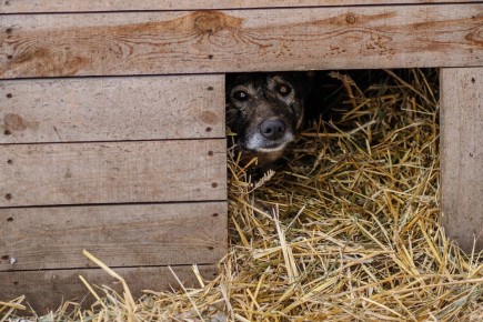 ������� ��������� ������ �����: ��������� ��-�� �������� ������ ���������� ����������� ���� �������� ������