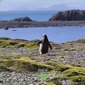 Ը��� ������� ������������ ����� �� ����������