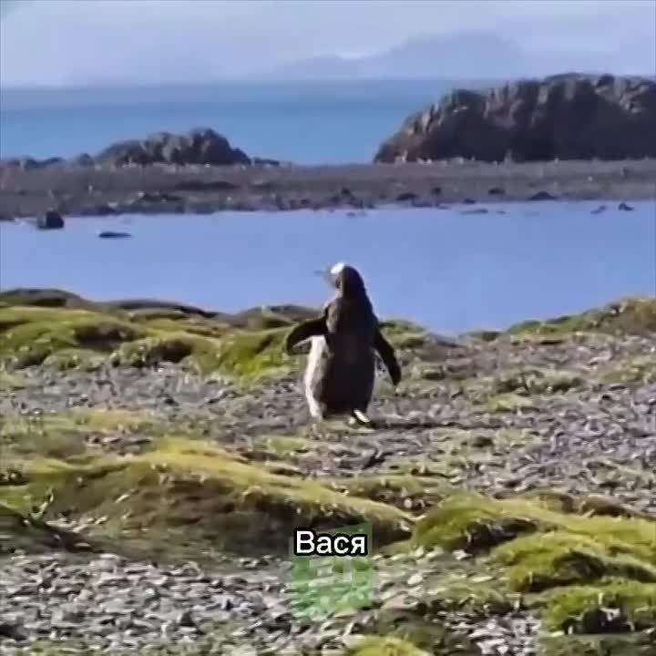 Фёдор Конюхов возвращается домой из Антарктиды