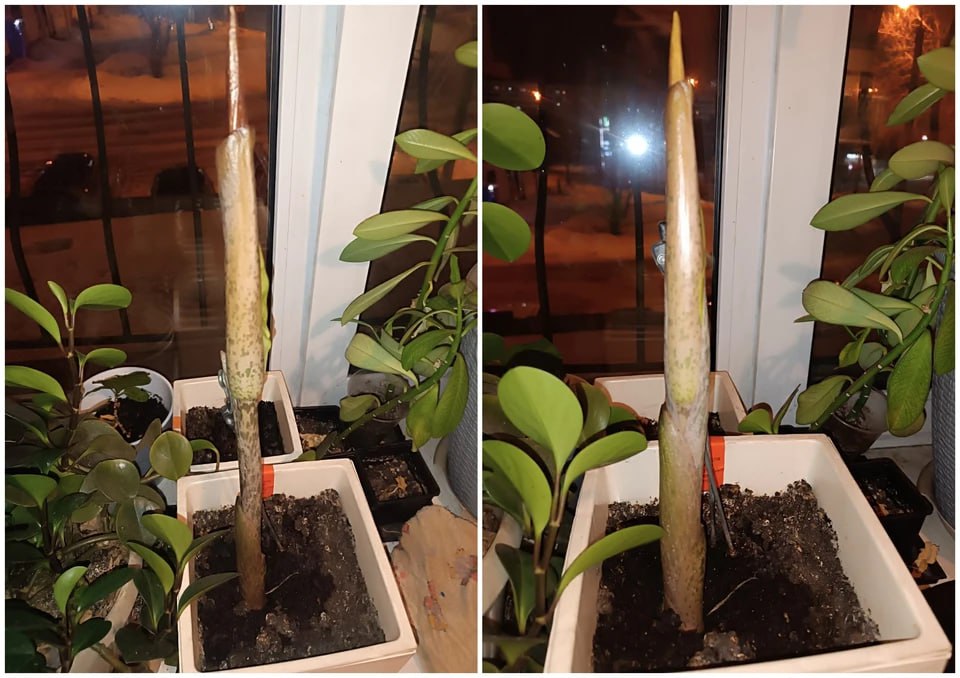 «Цветочек истинного неформала»: в квартире челябинского сварщика зацвел «дьявольский язык» «Цветочек истинного неформала»: в квартире челябинского сварщика зацвел «дьявольский язык»