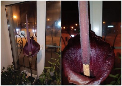 «Цветочек истинного неформала»: в квартире челябинского сварщика зацвел «дьявольский язык»