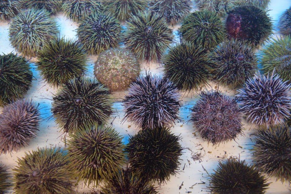 В Челябинскую область самолетом привезли морских ежей