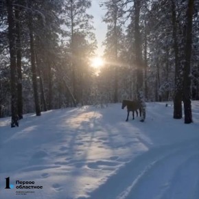 ���� ������ �������� ����� �����������