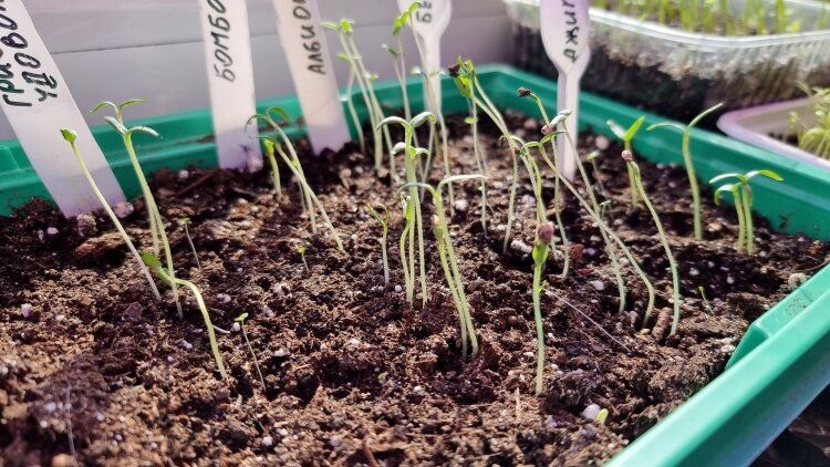 ��� ������ ������������ �������: ������ �� ����������� ������