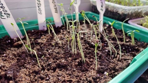 ��� ������ ������������ �������: ������ �� ����������� ������