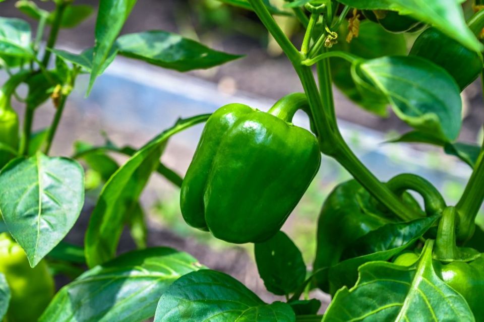 Агроном Ракитин назвал южноуральцам лучшие дни для подготовки рассады в марте