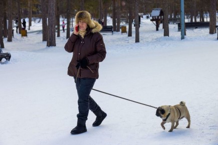 ������ ����, �����������!. ������� �������, 7 �����