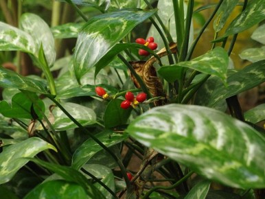 10 ��������� ��������, ������� thrive � ����