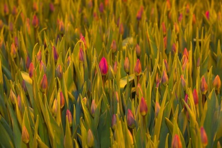 77% ���������� ����� ������ ������� �� 8 �����