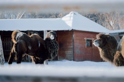 ���������� ����� �����������: ��������� ������������ � ������ ����� ������ � ����������� �������