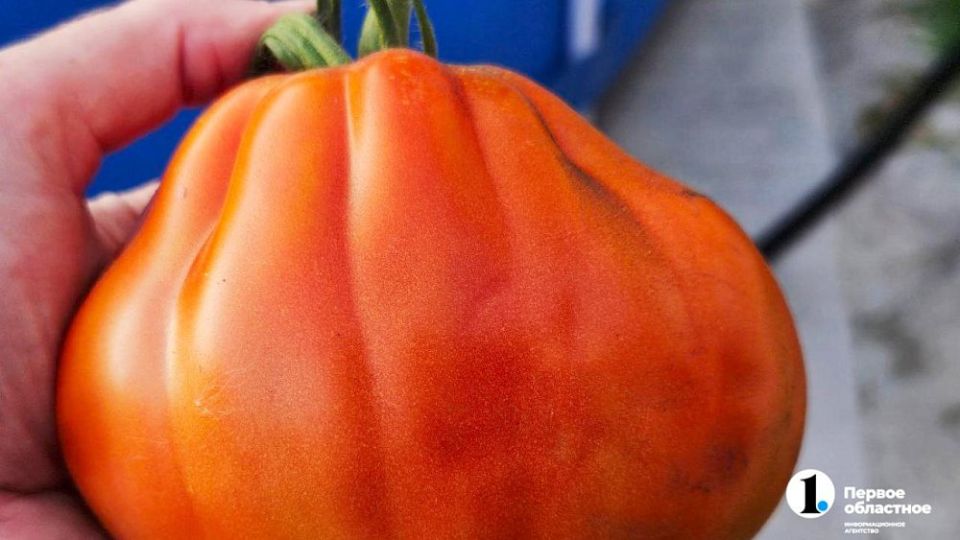 ������� � �����: ����� ����� ����� ������ � ��� ��������� ����������� ��������