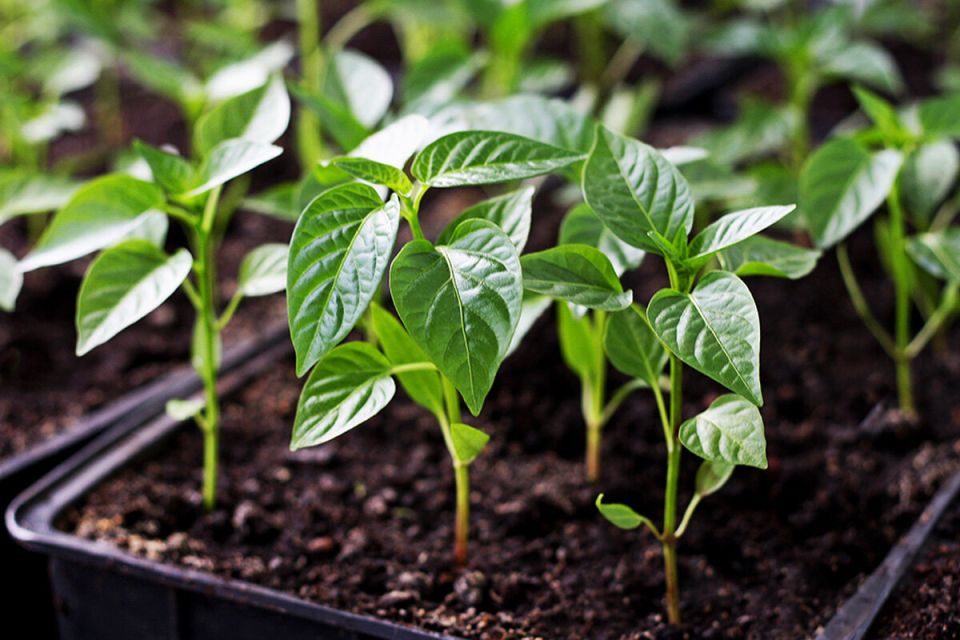 ��� ��������� ������� ������� �����: ������ ������