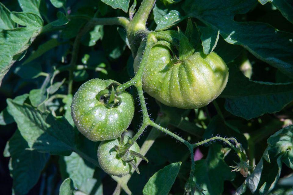 ������� ���� �������� ������� ��������, ������� ������������ ����� ������� � �����