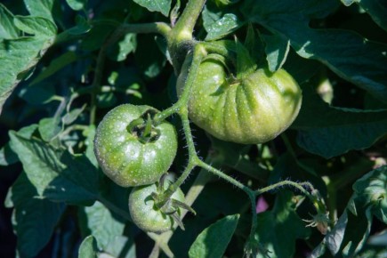 ������� ���� �������� ������� ��������, ������� ������������ ����� ������� � �����