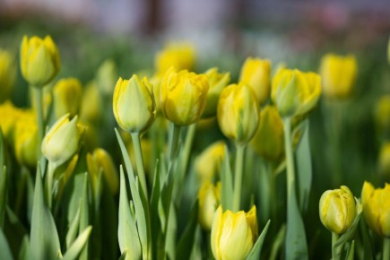 Челябинские почтальоны назвали улицы, где 8 Марта круглый год