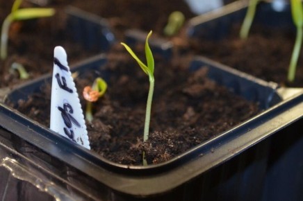 Как ухаживать за рассадой перца: советы для успешного роста