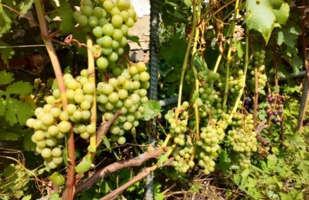 �������� �� �������� � ������: ��� ������ ����������� ���� ������� ������ ����