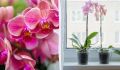 Как добиться пышного цветения орхидеи: секрет домашнего раствора без химии