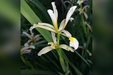 В Курганской области обнаружили согдийские ирисы