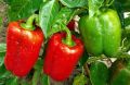 Секреты успешной пикировки перца, о которых стоит знать