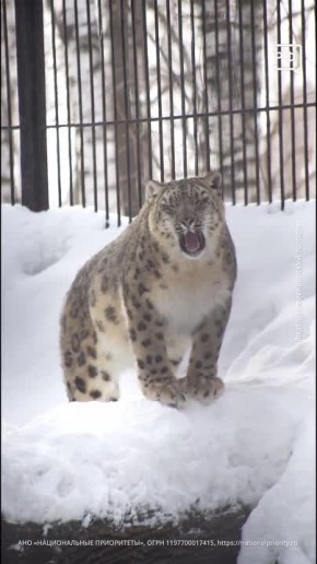 В Сибири ещё снежно! И этому явно рада ирбис Серебряна