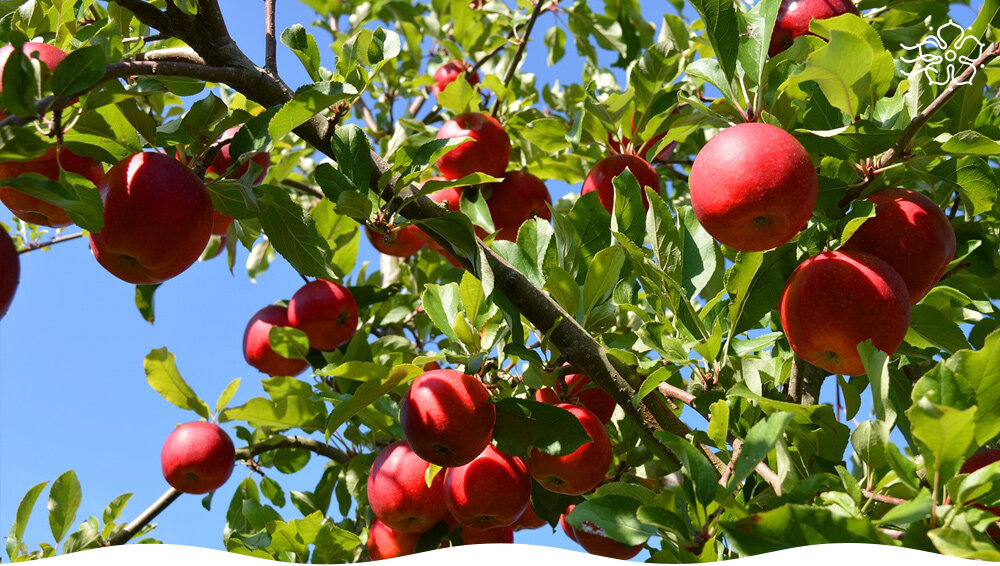 Яблоня Аркаим: идеальный выбор для любого сада