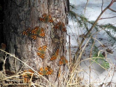 � ����������� ������� � �������� ����� ���������� �������