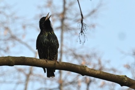 После пасмурных дней наступит тепло: как изменится погода в Челябинске в конце марта