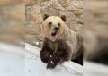 Йогурт, игры и косолапые: челябинцев зовут смотреть, как просыпаются медведи после зимы