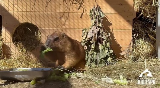 В зоопарке Челябинска проснулись сурки