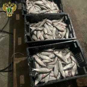 В Кунашаке вынесен приговор о хищении рыбы и попытке дачи взятки сотрудникам полиции