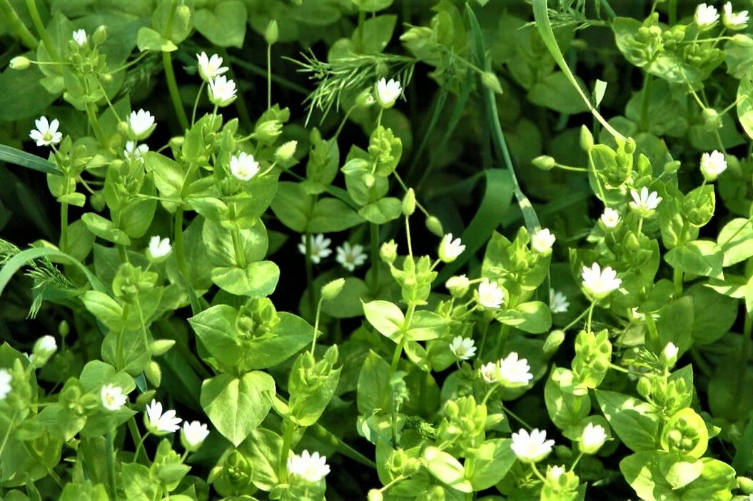 Мокрица: уникальный сорняк с полезными свойствами для огорода