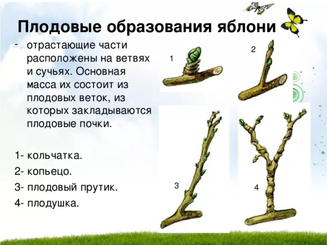 Как сохранить урожай при весенней обрезке плодовых деревьев