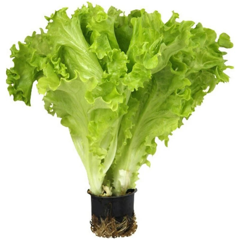 Вкусный салат зимой: секреты домашнего огорода