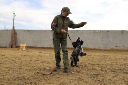 «Мы хотим найти всех бойцов, которые пропали без вести»: собаки из кинологической службы Челябинска отправятся на СВО