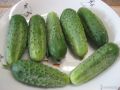 Огурец Любимчик: идеальный выбор для свежих салатов и консервирования