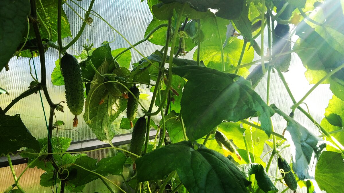 Огурцы для теплицы: какие сорта стали фаворитами в этом сезоне?