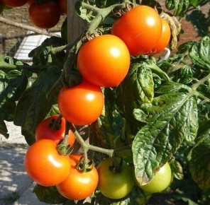 Как вырастить сладкие томаты: секреты от профессионалов