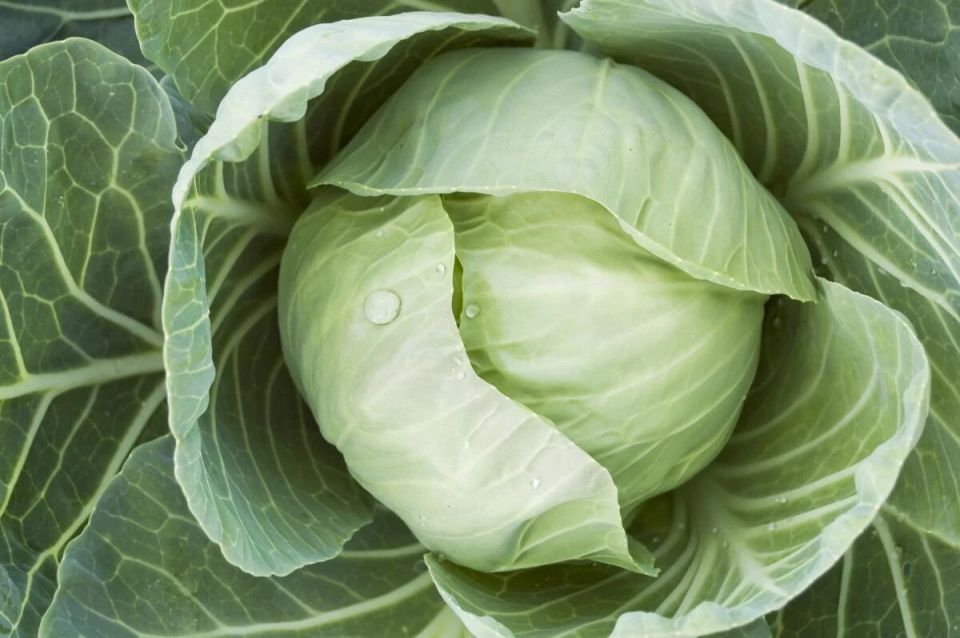 ������� ��������� ������ �������: ��� �������� � �������������