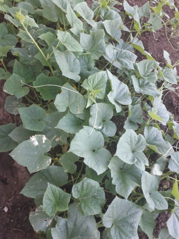 ����� ���� ������� ��������: ������ � ������ �������� ��� ������ �������