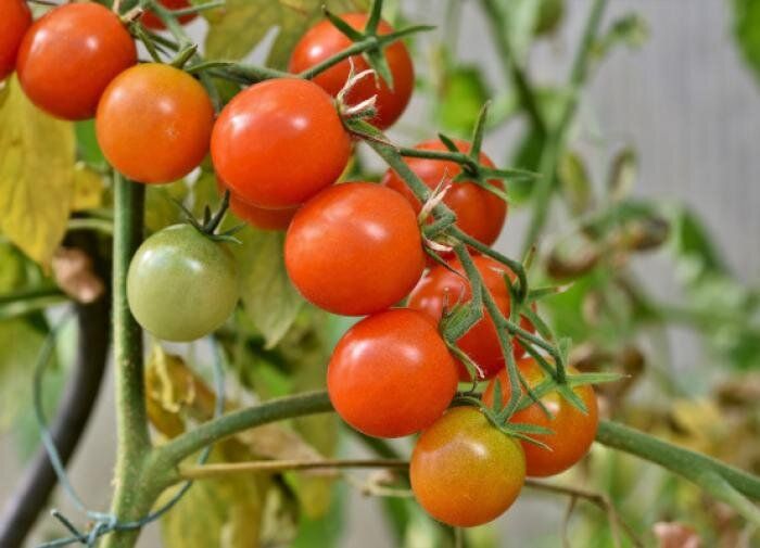 ������� ������: ������ �� �������� ��� ��������