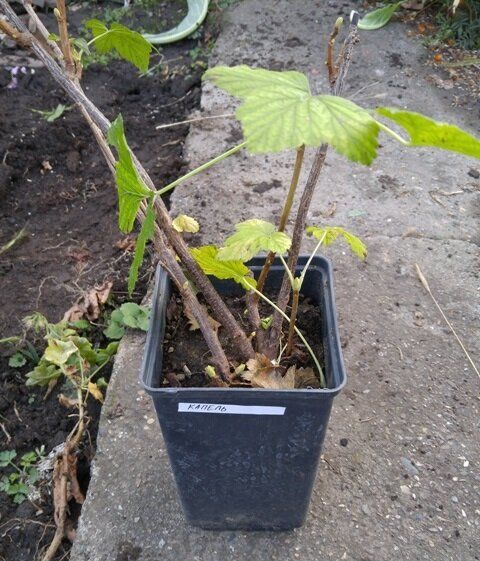 ������� ������� ���������: ������� ��������� ����������