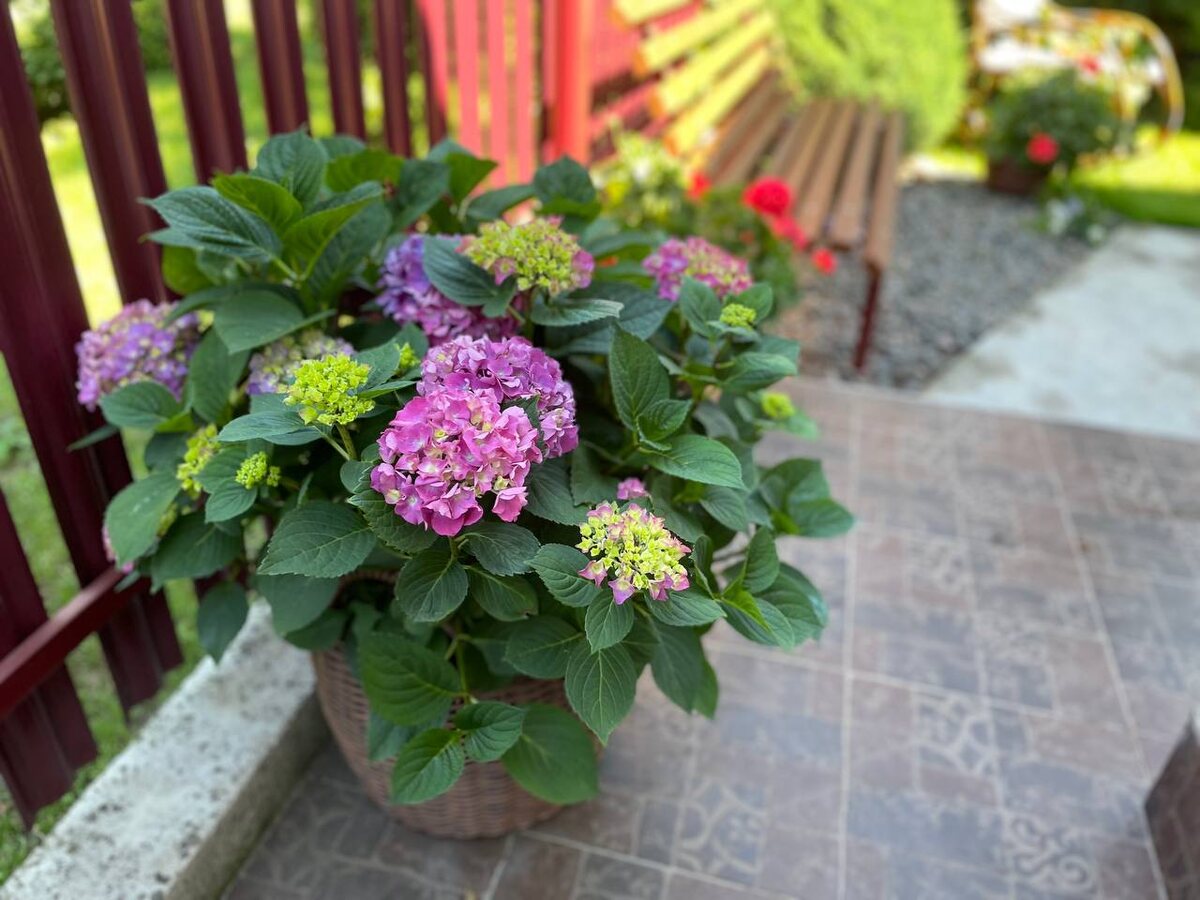 Проблемы с гортензией: как спасти умирающий куст