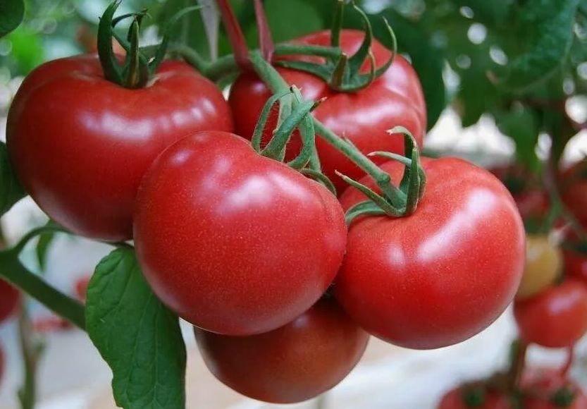 ��������� ���������� ���������: ������ �� ��������������